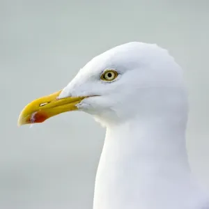 Herring Gull Print Herring Gull Print