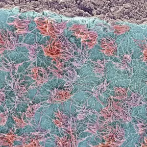 Brain Surface Print, SEM Image Brain Surface Print, SEM Image
