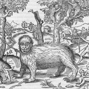 16th-Century Print of Captive Sloth 16th-Century Print of Captive Sloth