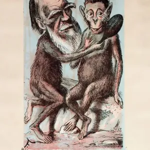 Monkey Darwin print, a coloured lithograph Monkey Darwin print, a coloured lithograph