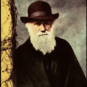 Print of Charles Darwin, a 65-year-old English naturalist Print of Charles Darwin, a 65-year-old English naturalist