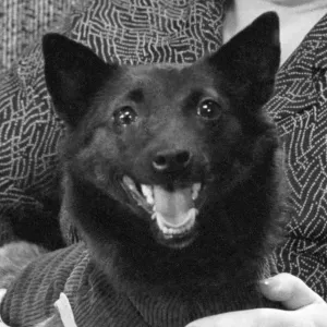 Print of Chernushka, Soviet space dog in a spacecraft capsule Print of Chernushka, Soviet space dog in a spacecraft capsule