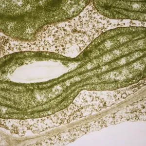 Dividing chloroplast print in pea leaf Dividing chloroplast print in pea leaf
