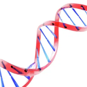 Double Helix DNA Molecule Print Double Helix DNA Molecule Print