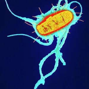 Coloured Transmission Electron Micrograph Print of E. coli Bacterium Coloured Transmission Electron Micrograph Print of E. coli Bacterium