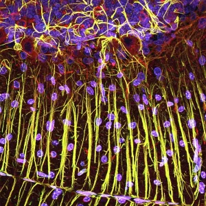 Cerebellum Tissue Print, Confocal Light Micrograph Cerebellum Tissue Print, Confocal Light Micrograph