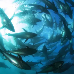 Yellowfin Tuna Print - School of Thunnus albacares in Tropical Waters Yellowfin Tuna Print - School of Thunnus albacares in Tropical Waters