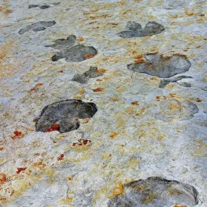 Empreintes de dinosaures fossiles Empreintes de dinosaures fossiles