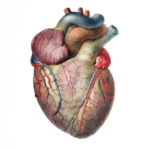 Human Heart Anatomical Print Human Heart Anatomical Print