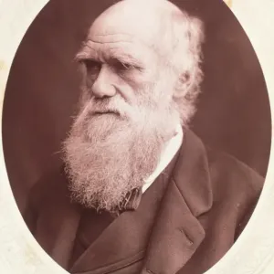 Portrait of Charles Darwin Print