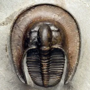 Trilobite Fossil Print Trilobite Fossil Print