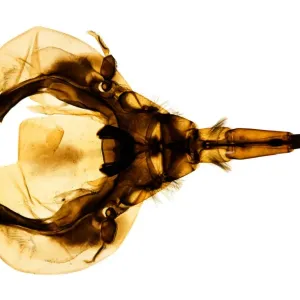 Backswimmer Head Print, Light Micrograph Backswimmer Head Print, Light Micrograph