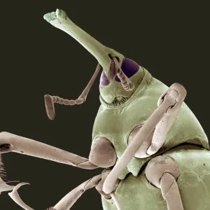 SEM Print of Bamboo Shoot Weevil SEM Print of Bamboo Shoot Weevil