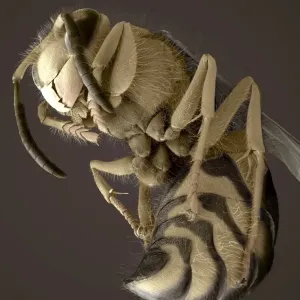 Print of Common wasp SEM Print of Common wasp SEM