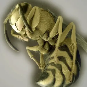 Common wasp Print, SEM image of head and body Common wasp Print, SEM image of head and body