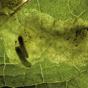 Leaf Miner Damage in Dock Leaf Print Leaf Miner Damage in Dock Leaf Print