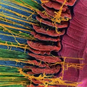 Print of Iris of the eye, SEM Print of Iris of the eye, SEM