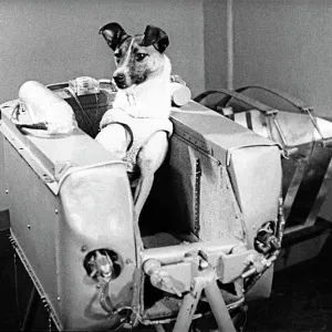 Laika the space dog, first animal in space print Laika the space dog, first animal in space print