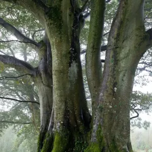 Beech Trees Print, 30x20cm Beech Trees Print, 30x20cm