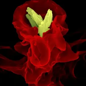 Macrophage Engulfing TB Bacteria Print Macrophage Engulfing TB Bacteria Print