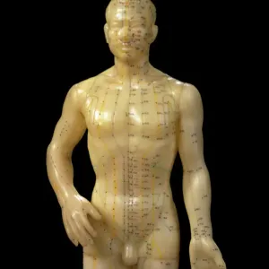 Male Acupuncture Dummy Print, Front View Male Acupuncture Dummy Print, Front View