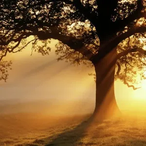 Oak Tree Silhouette Print at Sunrise