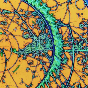 Particle tracks in a bubble chamber print Particle tracks in a bubble chamber print