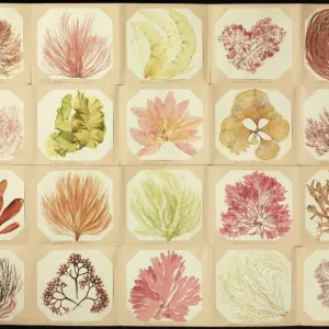 Pressed Seaweed Specimens Print C016 / 6127