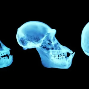 Cabezas de primates