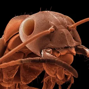 Red-barbed ant (Formica rufibarbis) SEM Print Red-barbed ant (Formica rufibarbis) SEM Print