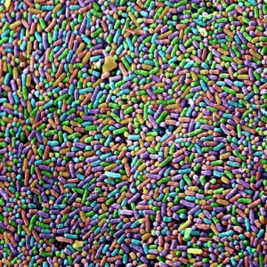 SEM Print of Salmonella Bacteria SEM Print of Salmonella Bacteria