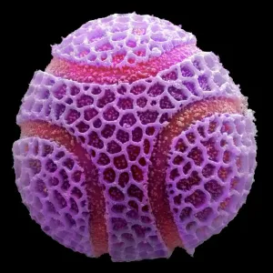Passion flower pollen print, SEM image Passion flower pollen print, SEM image