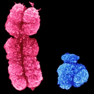 X and Y Chromosomes SEM Print X and Y Chromosomes SEM Print