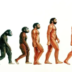 Etapas de la evolución humana. Etapas de la evolución humana.