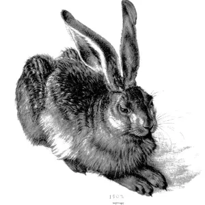 Joven liebre, por Dürer Joven liebre, por Dürer