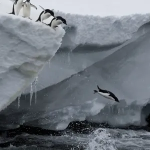 Adelie Penguins Print, Port Martin Antarctica Adelie Penguins Print, Port Martin Antarctica