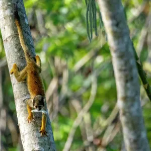 Squirrel Monkey Tree Climber Print Squirrel Monkey Tree Climber Print