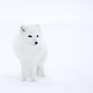 Arctic Fox Print, Churchill, Manitoba Arctic Fox Print, Churchill, Manitoba