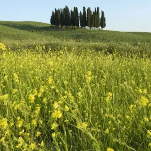 Val d Orcia Countryside Print Val d Orcia Countryside Print