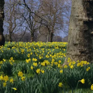 Daffodils in Spring Print - Hyde Park, London Daffodils in Spring Print - Hyde Park, London