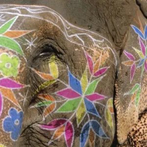 Decorated Elephant Print Decorated Elephant Print
