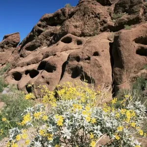 Desert flora print beneath Camelback Mountain