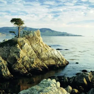 The Lone Cypress Tree Print, Carmel Coast Landscape The Lone Cypress Tree Print, Carmel Coast Landscape