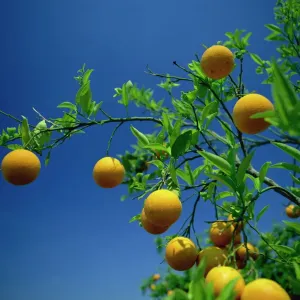 Valencia Orange Tree Print, Spain Valencia Orange Tree Print, Spain