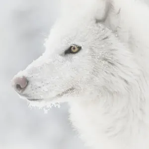 WorldInPrint Print: Arctic Wolf (Canis lupus arctos) WorldInPrint Print: Arctic Wolf (Canis lupus arctos)