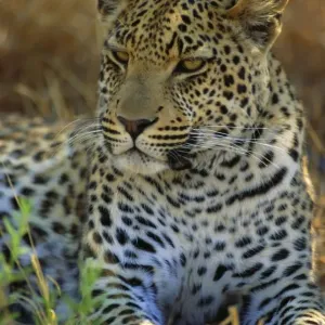 Okavango-Delta
