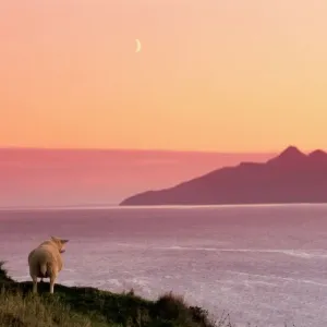Vaca y la Isla de Ruma Vaca y la Isla de Ruma