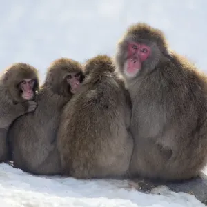 Snow Monkeys Huddling Together Print Snow Monkeys Huddling Together Print