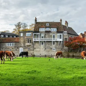 River Cam Cows Print, Cambridge, England River Cam Cows Print, Cambridge, England