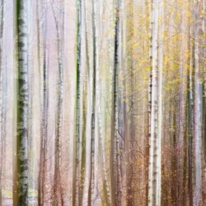Drucke von Wald : Wälder